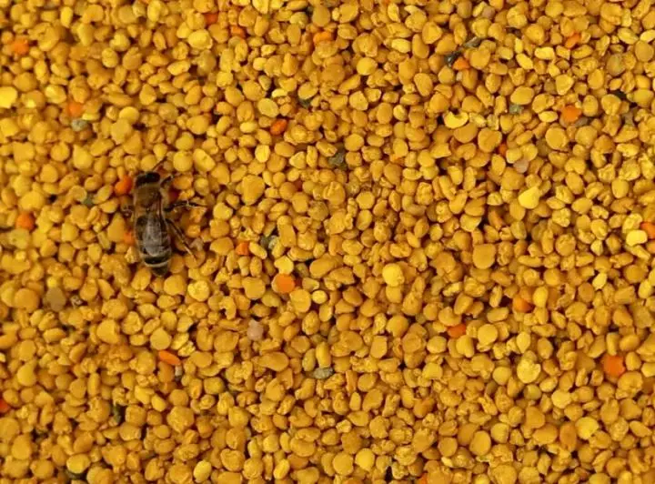 过期蜂花粉怎么办 蜂花粉过了保质期能吃吗 哔哩哔哩