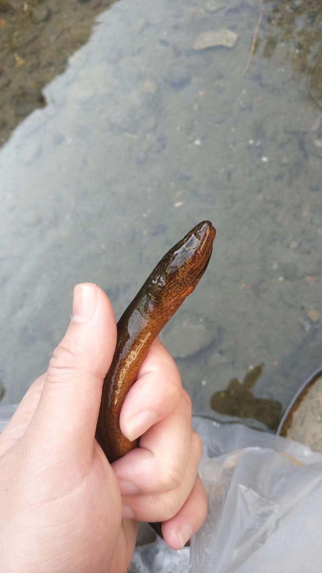 分享紫金港校区野采