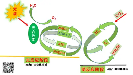 高中生物知识 光合作用 哔哩哔哩