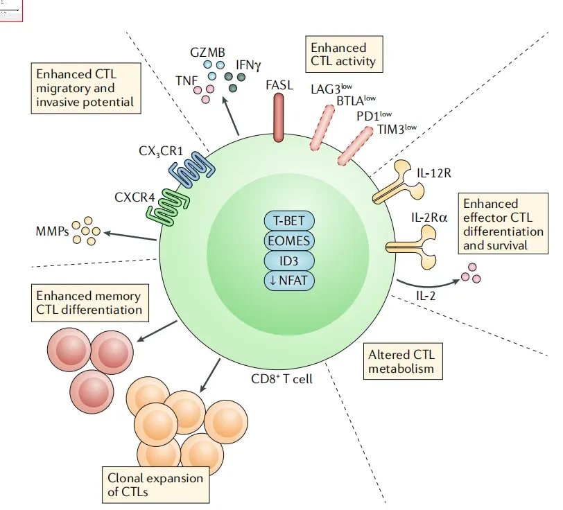 【总结】CD4分子必看知识点 | 内含T细胞解决方案 - 哔哩哔哩