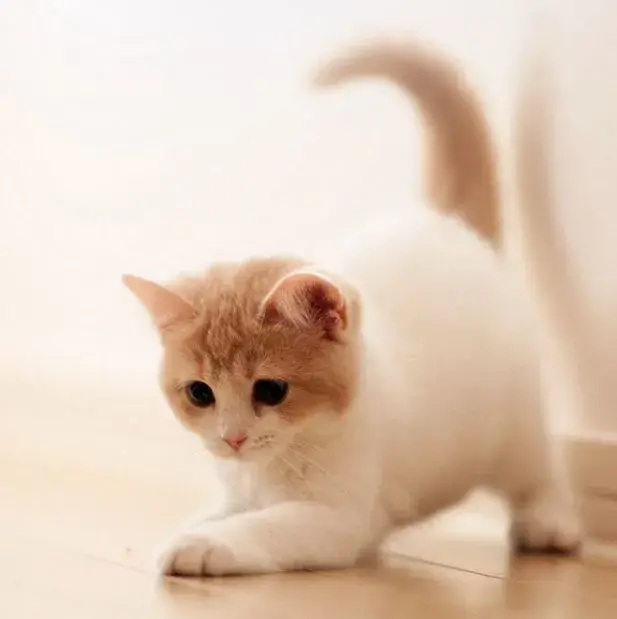 日本留学期间养猫 撸猫完全攻略指南 哔哩哔哩