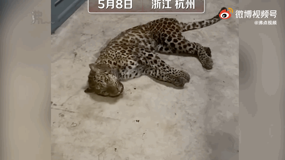 只管"金钱"不管"豹"?——金钱豹外逃事件启示录
