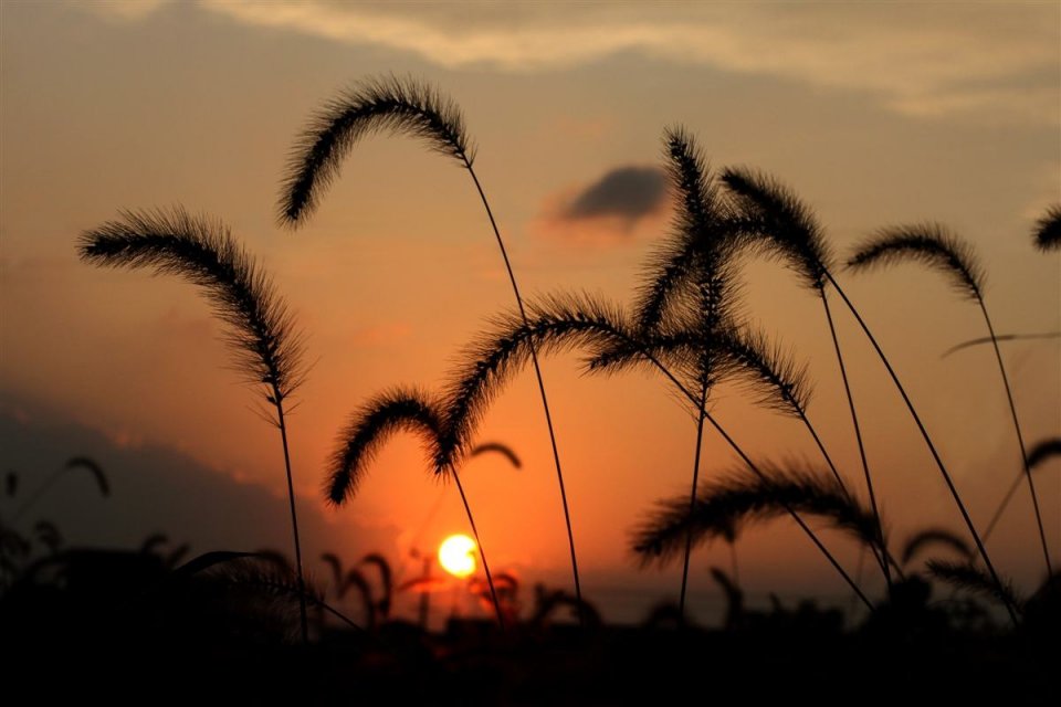 当中最为常见的,那穗如狗尾巴一般,毛茸茸的一束,斜垂着,在微风中摇曳