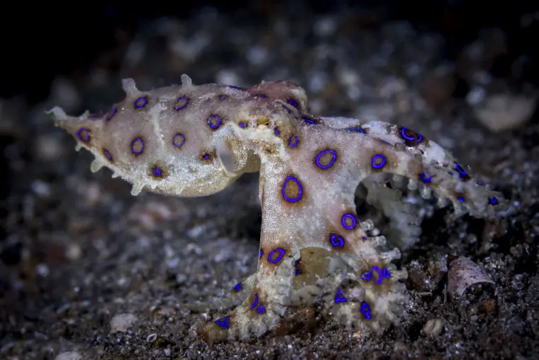 比肩内陆太攀蛇的蓝环章鱼 体内毒素可毒死30人 善于伪装的猎手 哔哩哔哩