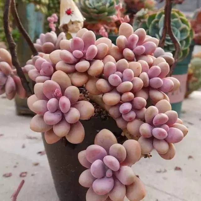 包邮区那些夏必死的多肉们