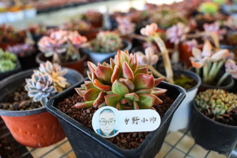 全泥炭土种多肉行不行 添加颗粒土有哪些好处 听小帅娓娓道来 哔哩哔哩