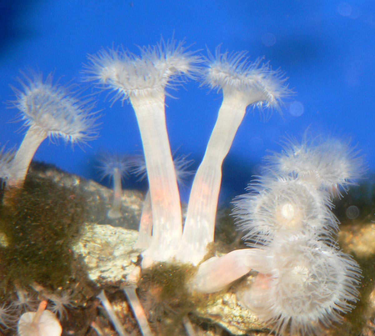 【图鉴】《megaquarium》动物物种详细图鉴-35-海葵目/actiniaria