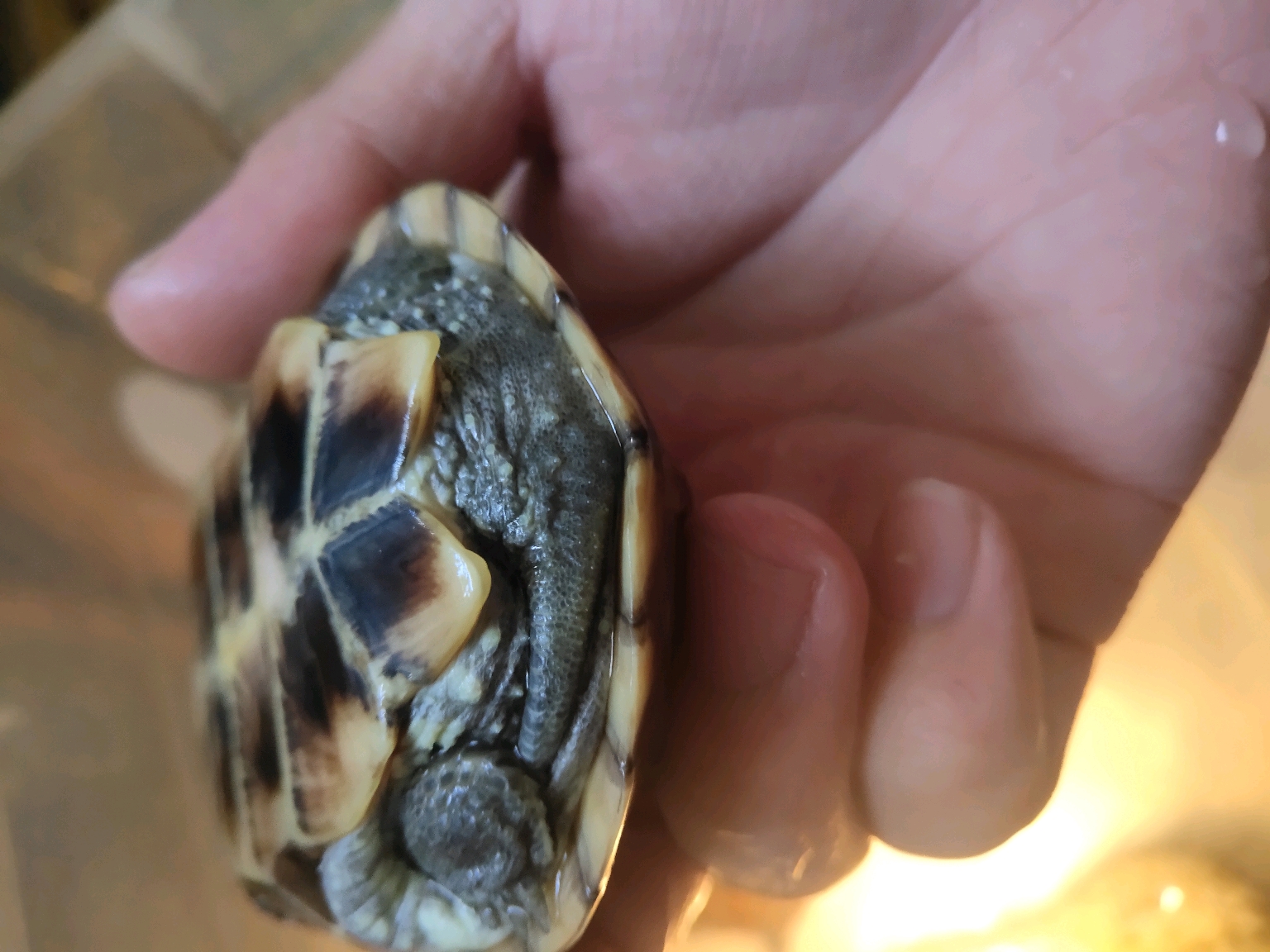 母龟的尾巴细短