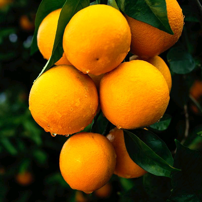 永兴冰糖橙十大名橙图片