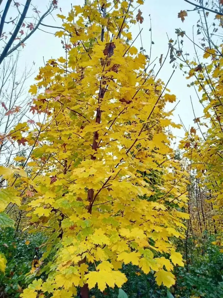 挪威槭1015公分狄波拉缤纷秋色普林斯顿一起种