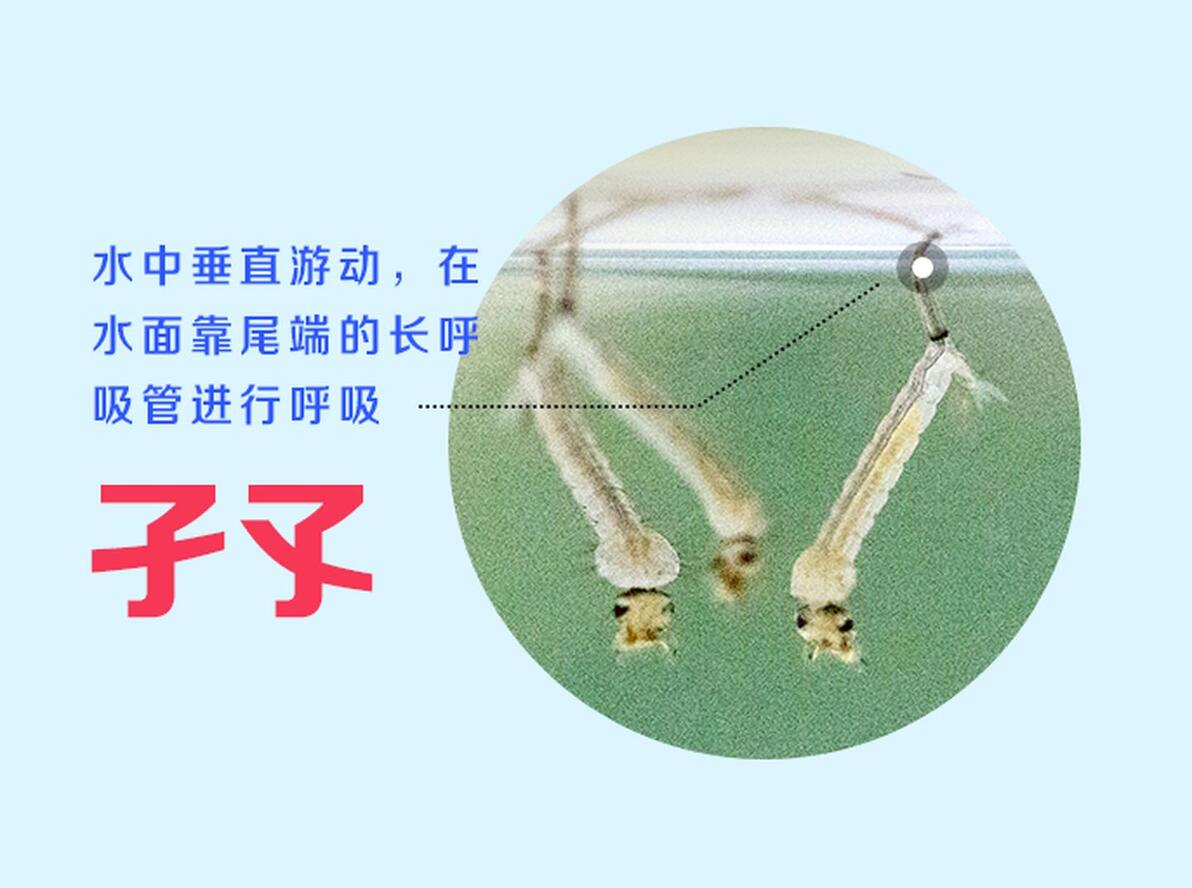 深度剖析蚊子微结构 | 肉眼如何分辨蚊子公母? - 哔哩哔哩