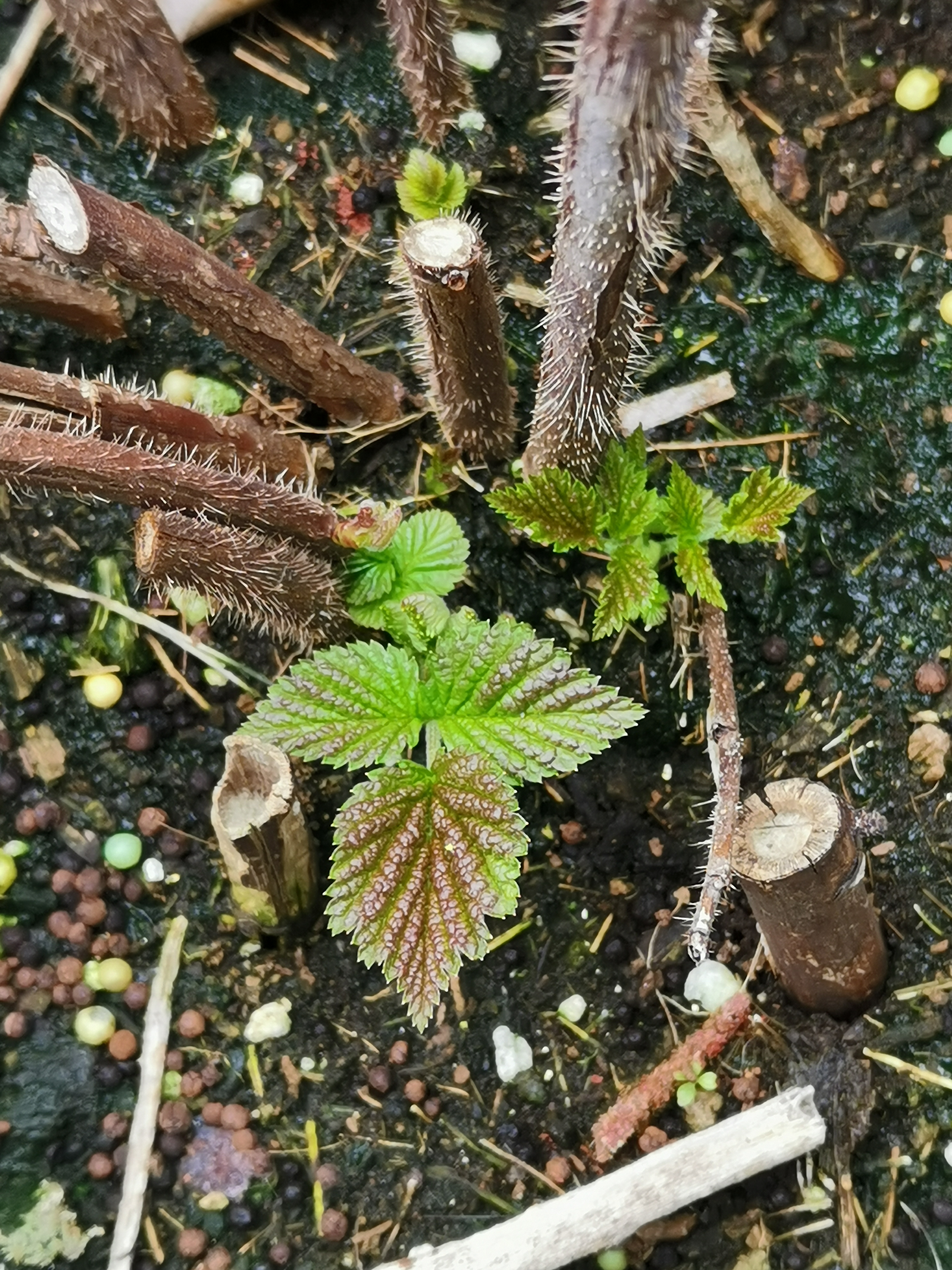 红树莓长出新芽