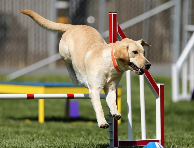 原因不止于此,教你预防老年犬患上糖尿病运动对所有狗狗来说都不是