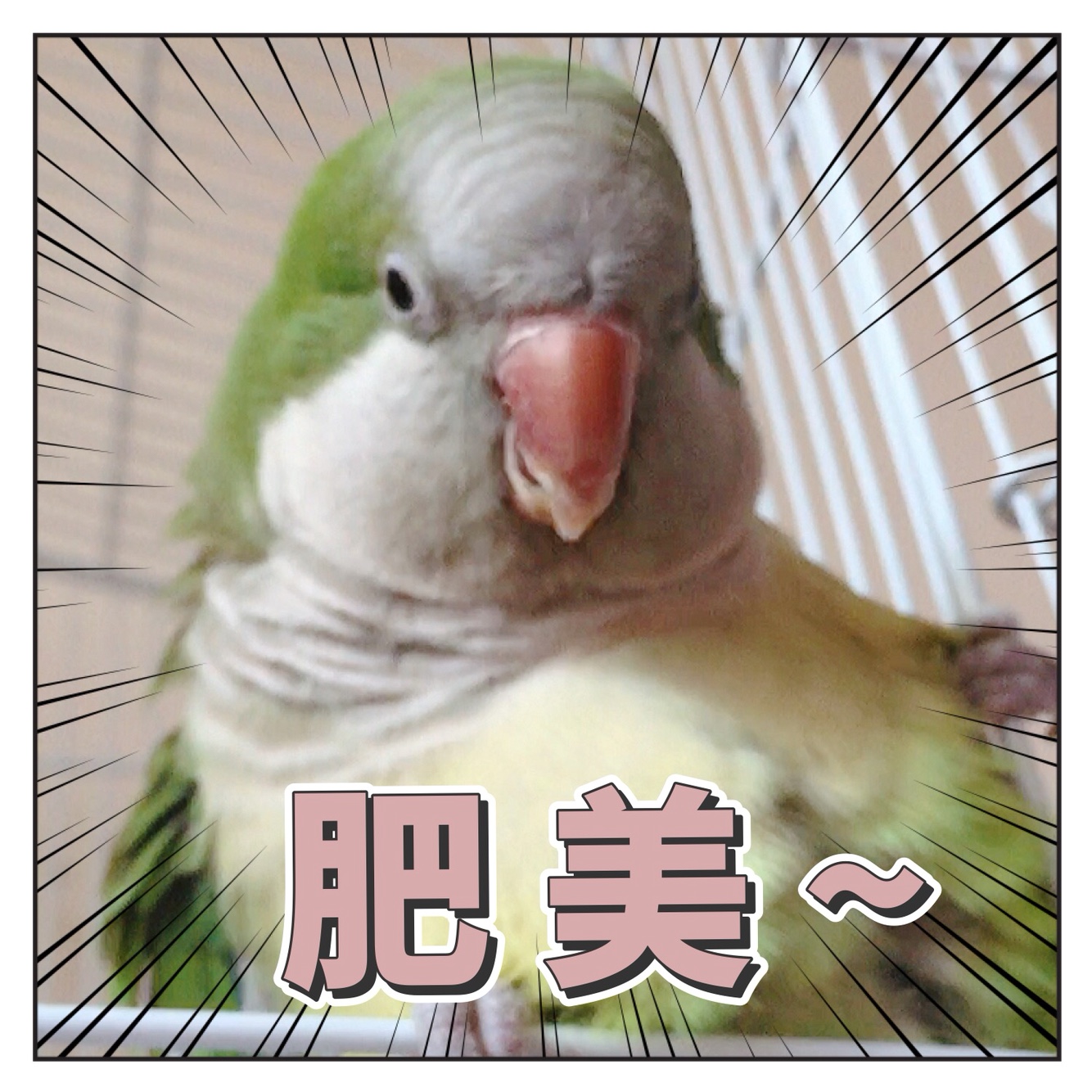 jojo鹦鹉表情包图片