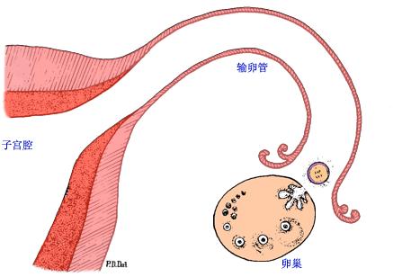 吃什么营养卵巢?你做对了吗?