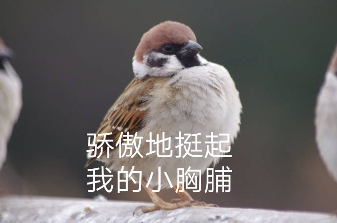 『防弹少年团』跨越物种的爱情 雀TA 【我也不知道为啥要接这个沙雕定制】