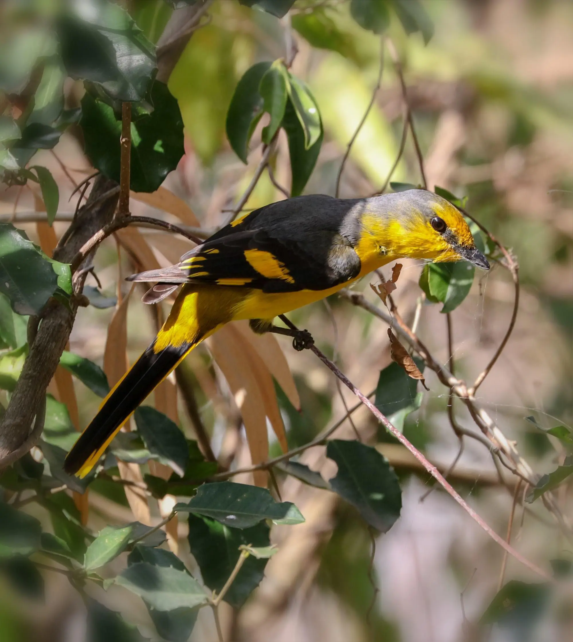 赤红山椒鸟为山椒鸟科山椒鸟属的鸟类,俗名红十字鸟,朱红山椒鸟.