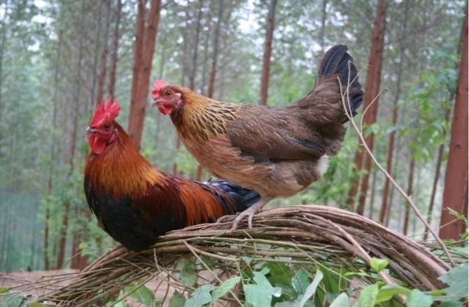 东北虎园游玩攻略 7gwnet