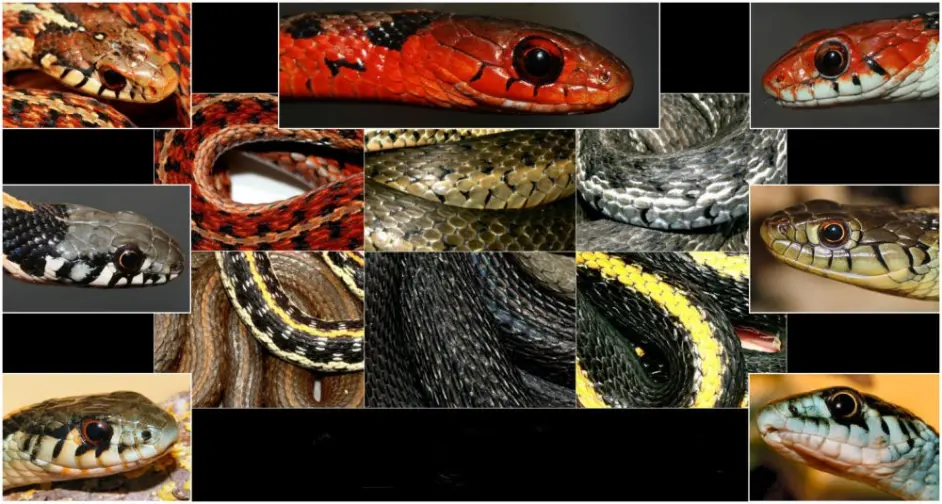 想养蛇又讨厌老鼠 这种蛇能满足你的要求 草原束带蛇 哔哩哔哩 想养蛇又讨厌老鼠 这种蛇能满足你的要求 草原束带蛇 哔哩哔哩