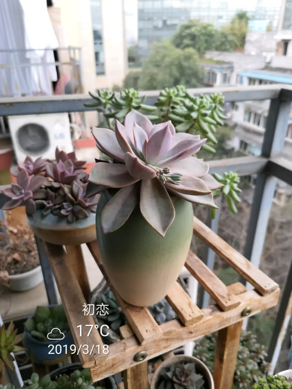 初恋 哔哩哔哩