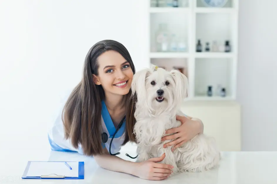 宠物感染了犬疱疹病毒怎么办 它的诊断以及预防治疗措施又是什么 哔哩哔哩