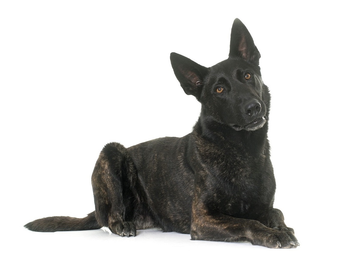 是最古老的极地雪橇犬之一,它的名字取自爱斯基摩人的伊努伊特族的一