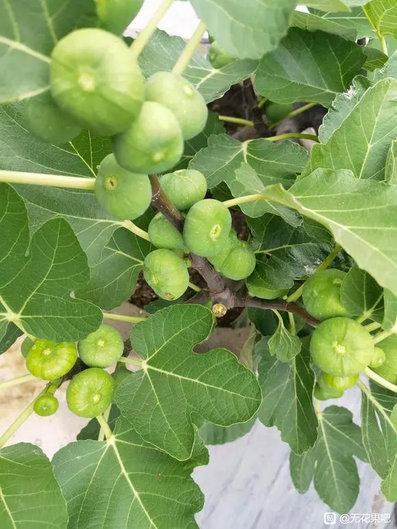 再说福建白蜜无花果 - 哔哩哔哩