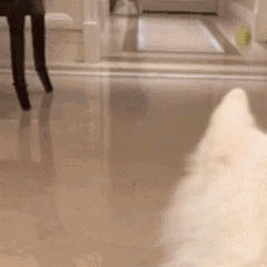 留学黑中介是这么形成的!