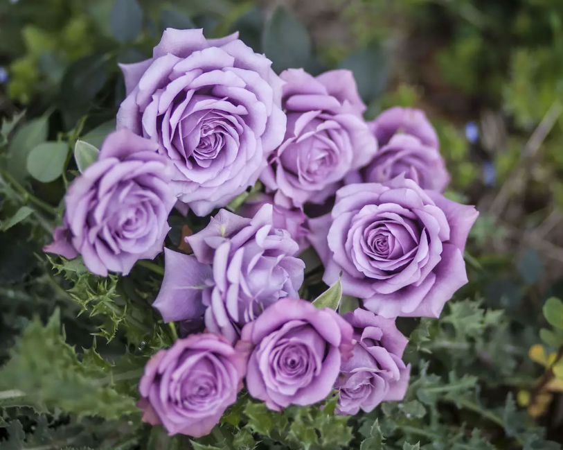 蓝紫色月季汇总极具诱惑力的蓝色系月季