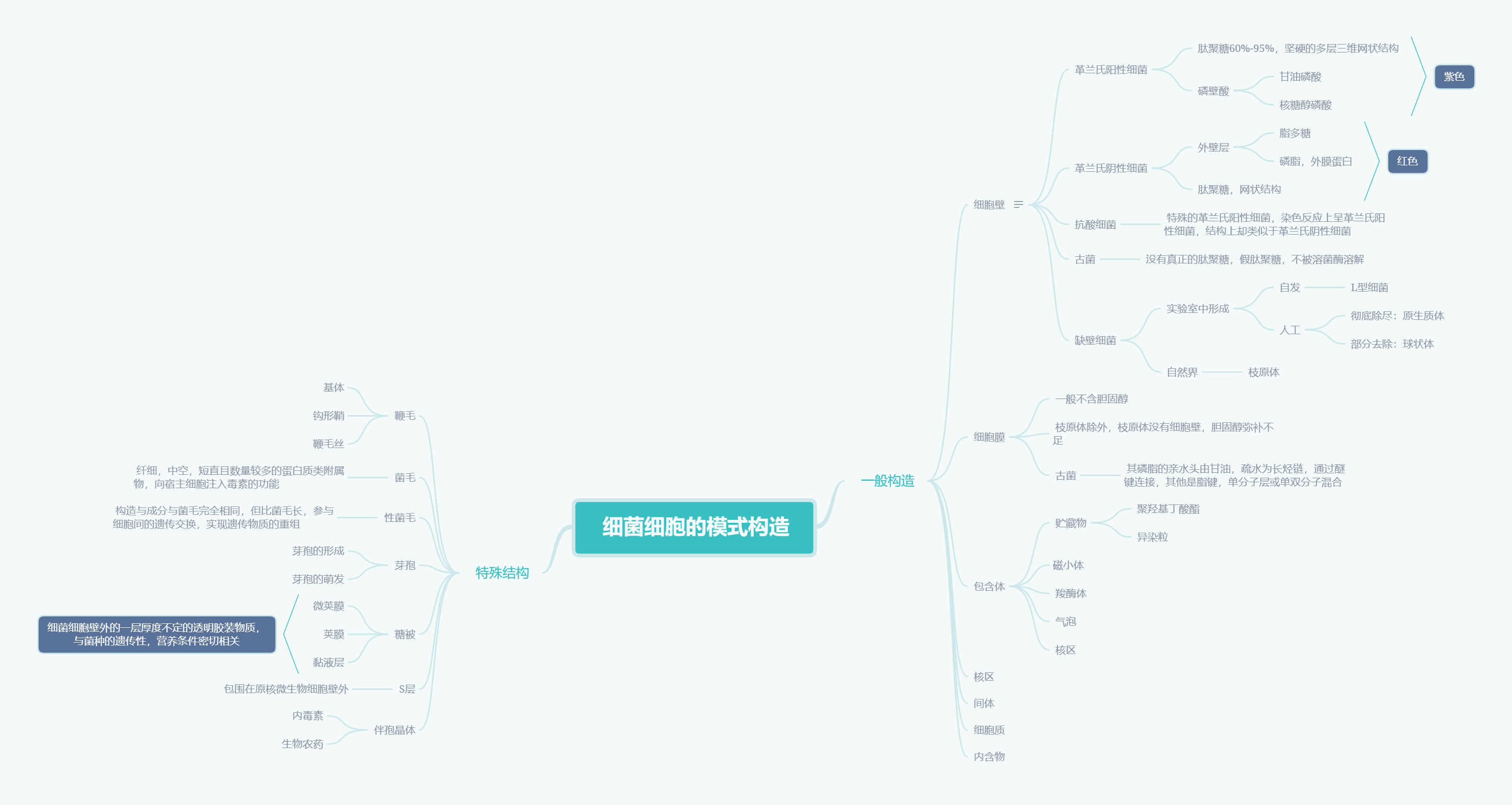 细胞核结构思维导图图片