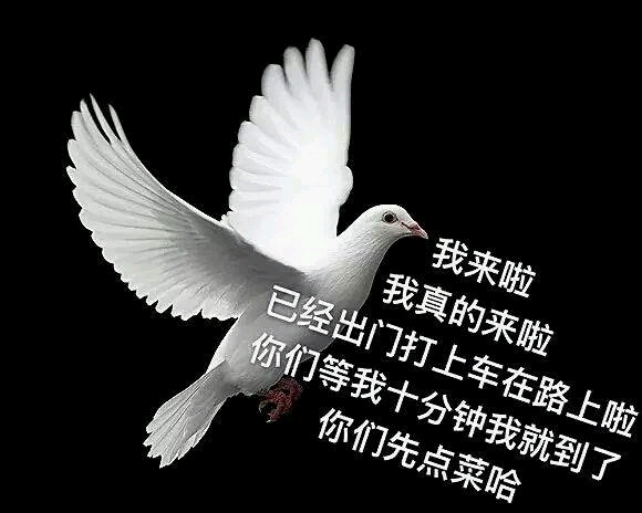 【科普】鸽子?咕咕咕?到底什么意思,只是up主