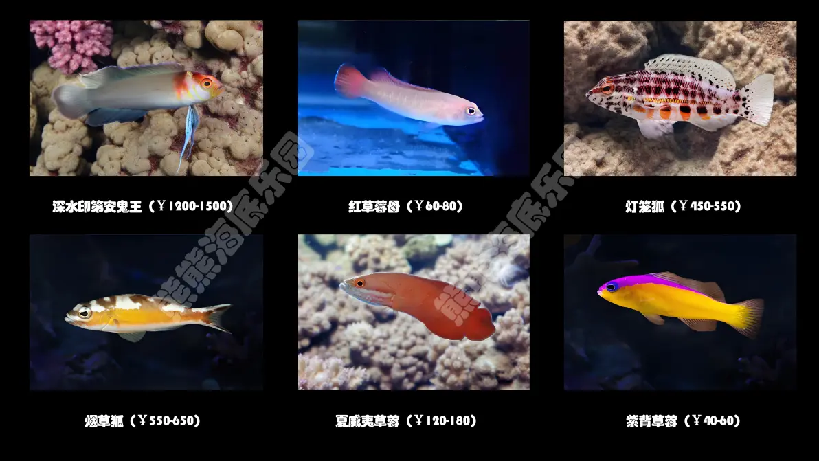 草莓鱼及狐狸鱼等合集