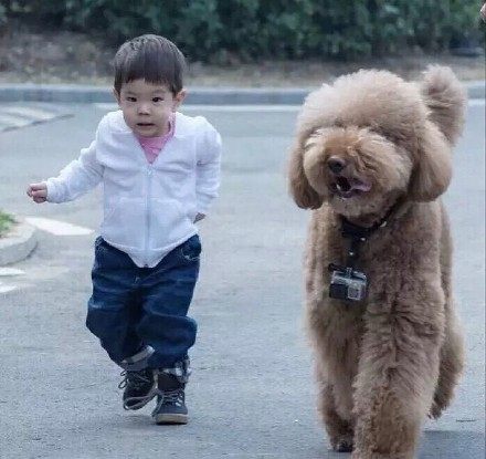 霍思燕的狗骆驼日常就是跟嗯哼争宠还把嗯哼的鸡蛋给吃掉了