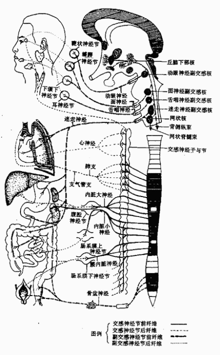 长期的精神紧张,精神压力过大,会导致植物神经紊乱? - 哔哩哔哩