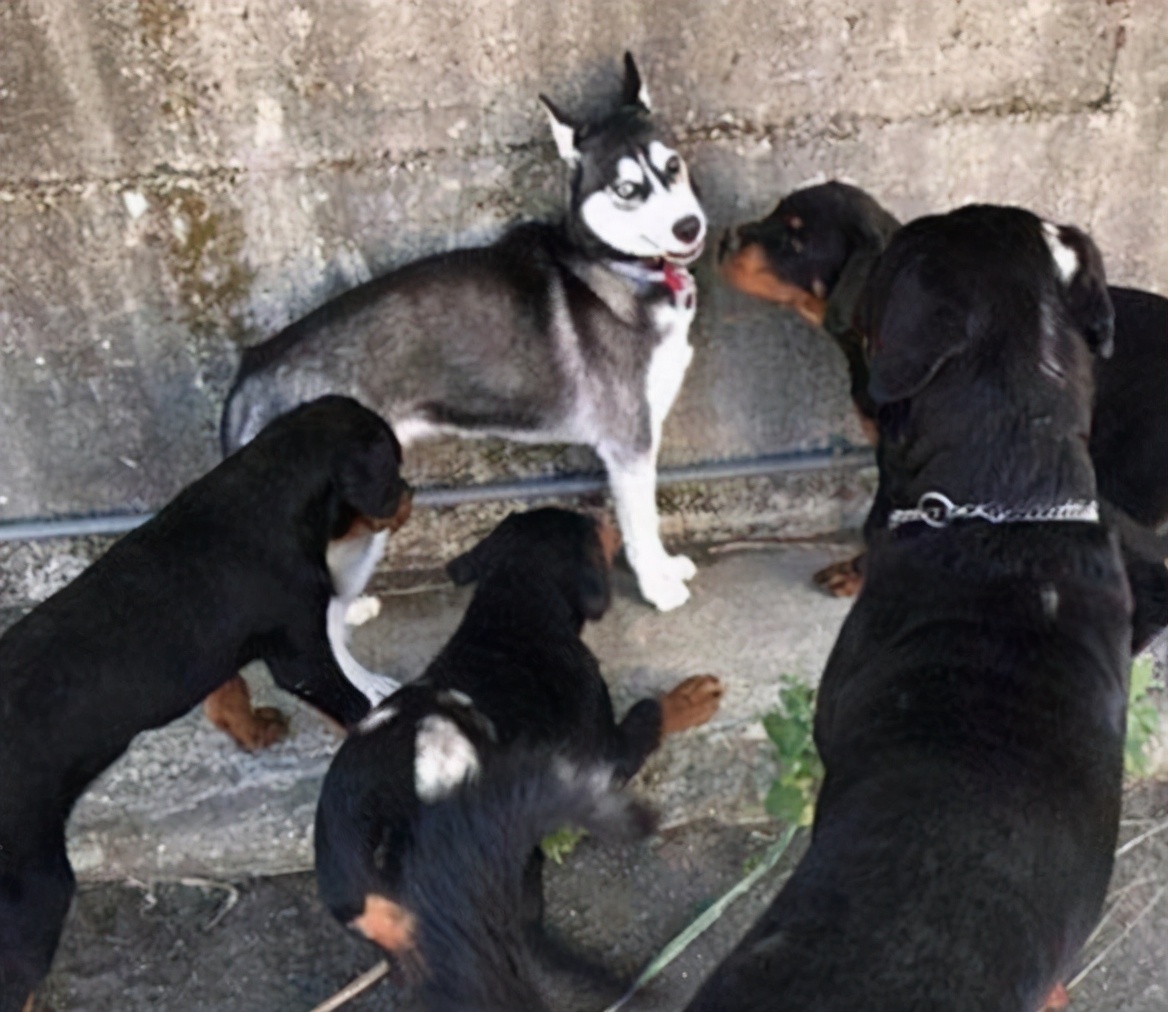 这6种狗狗看门资质都不错其中你最看好谁