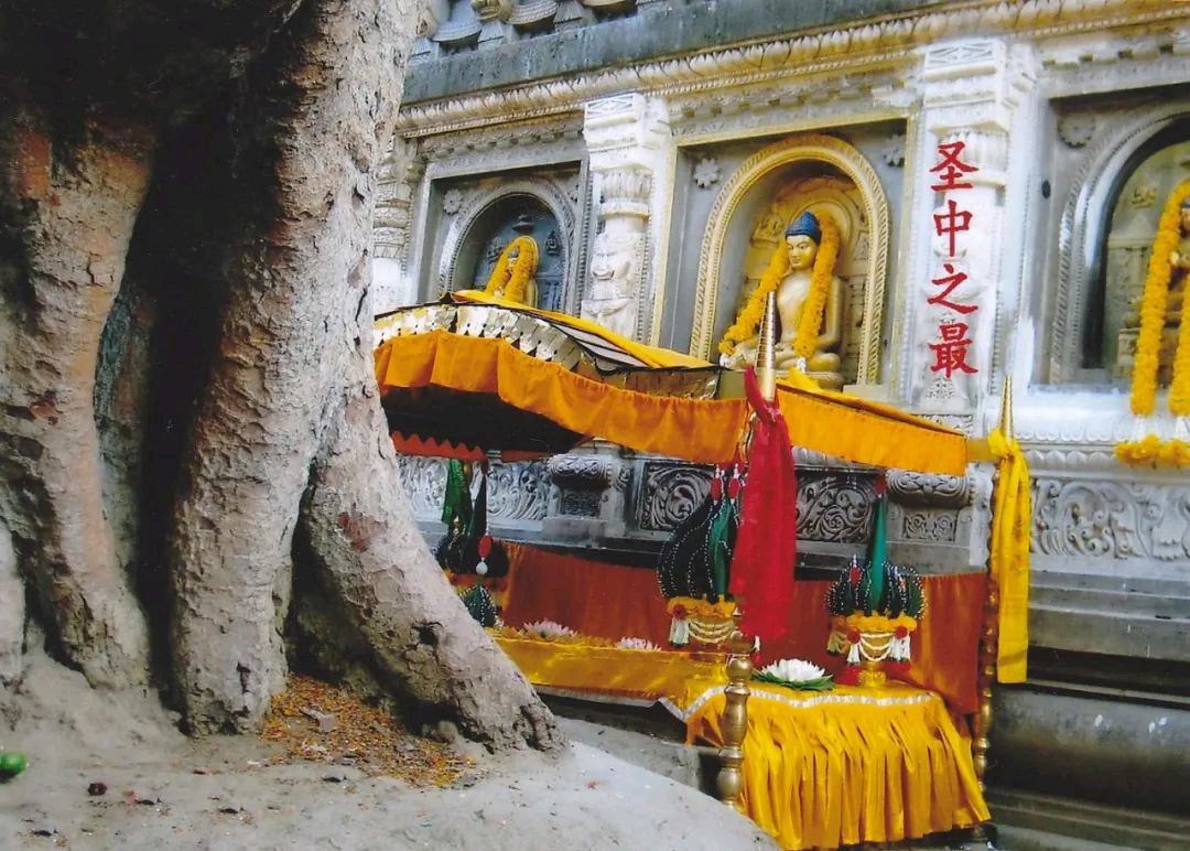 古菩提树讲述中印文化交流故事 - 生活杂谈 梅州时空