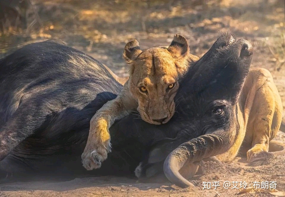 非洲南部博茨瓦纳地区,160kg的母狮成功猎杀一头450kg的野牛.