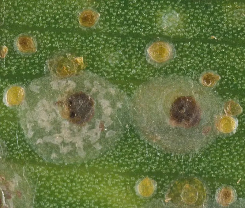 为啥阳台上养花容易感染蚧壳虫 有啥好方法能彻底清除害虫 哔哩哔哩