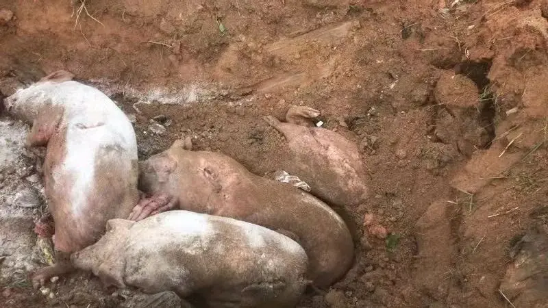 猪病死后该如何处理?处理病死猪的正确方法和流程 - 哔哩哔哩