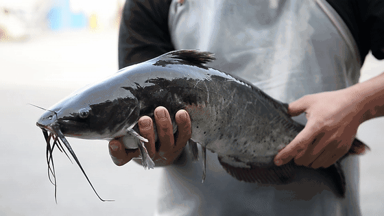 从前有个人想把湖北菜系一笔写完后来他累死了