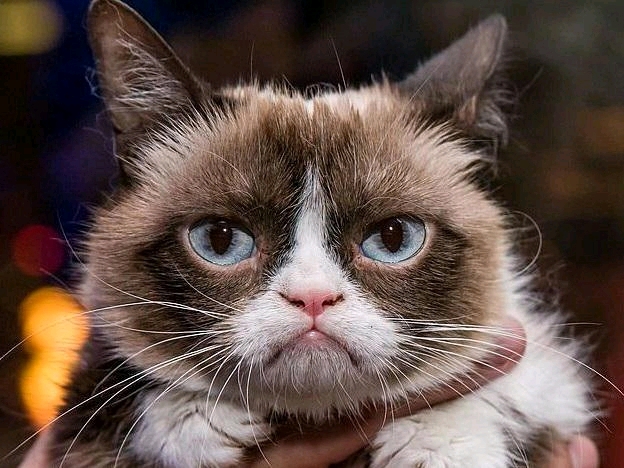 网红不爽猫离世,曾狂揽一亿美元成为猫界表情帝