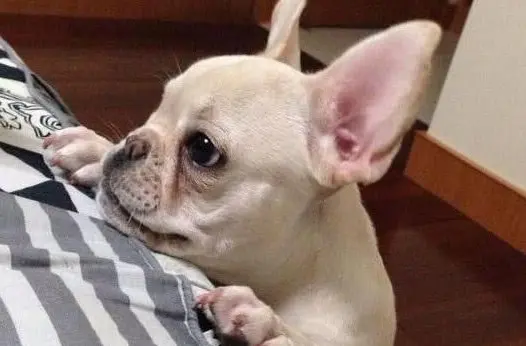 当心这7个 喂食坏习惯 毁了狗狗的肠胃 哔哩哔哩