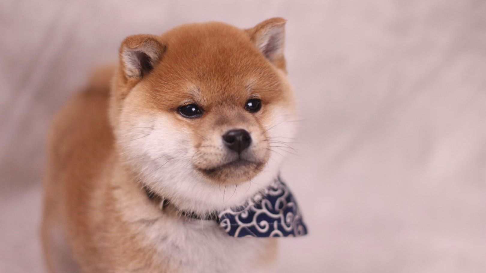 Cream Mourn Rainy 柴犬雌体重 Kan Non Ji Itako Jp Cream Mourn Rainy 柴犬雌体重 Kan Non Ji Itako Jp