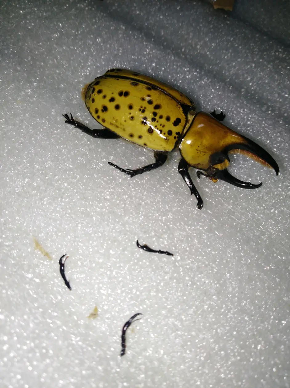 干货 甲虫标本修复教程 哔哩哔哩