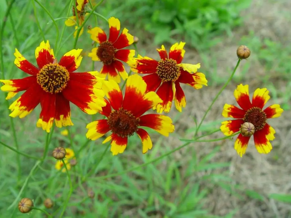 赋诗留野客倾酒酹花神 哔哩哔哩 赋诗留野客倾酒酹花神 哔哩哔哩