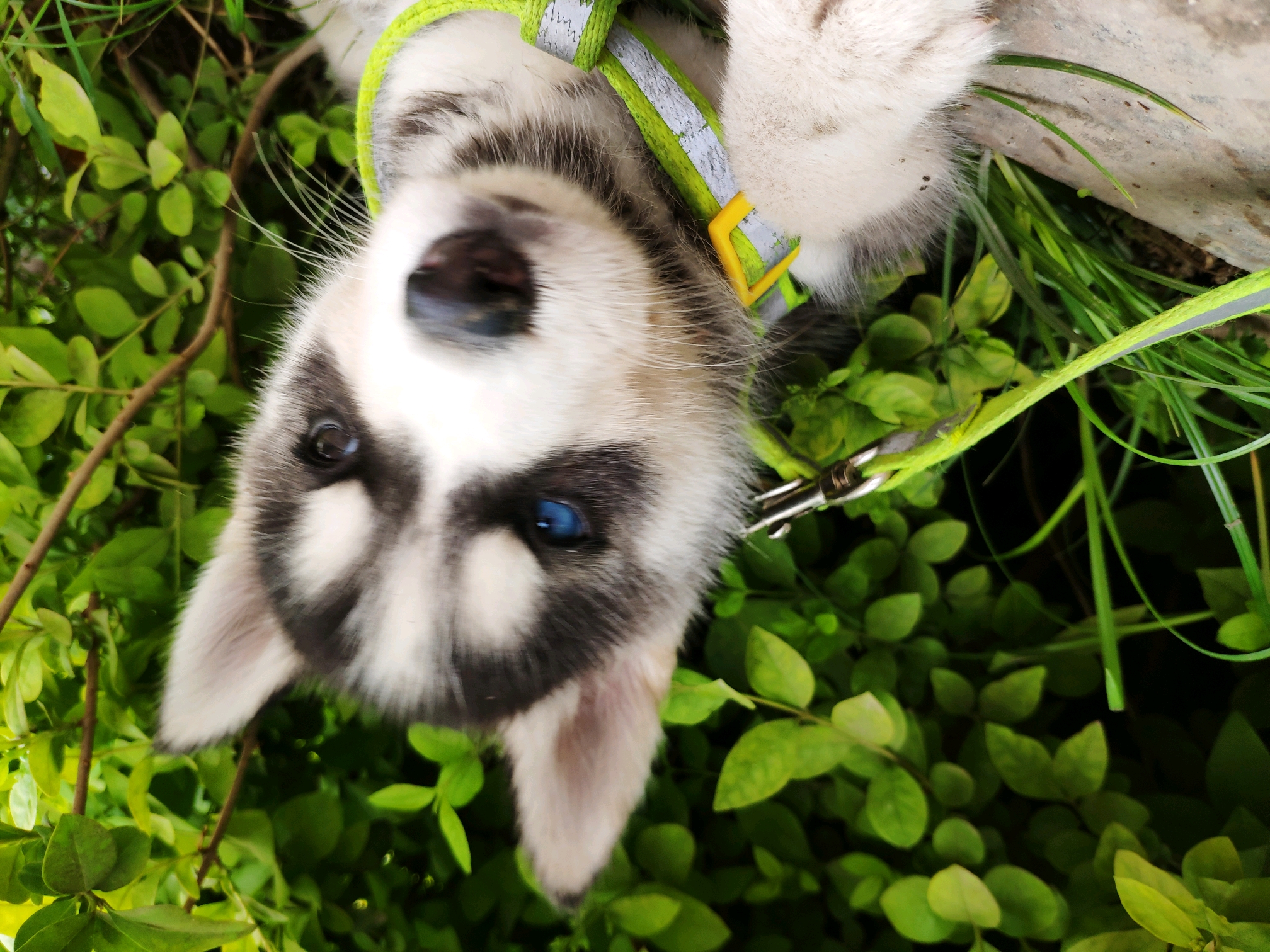 哈士奇,成长历图!