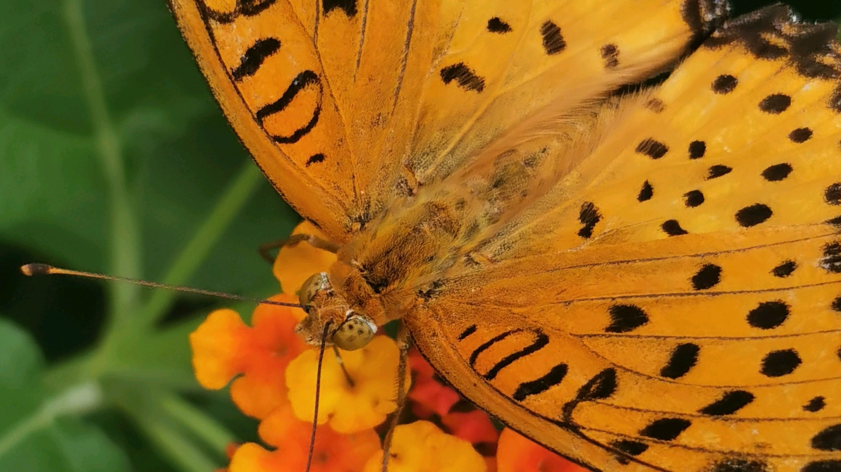 蝴蝶高清特写 - 哔哩哔哩