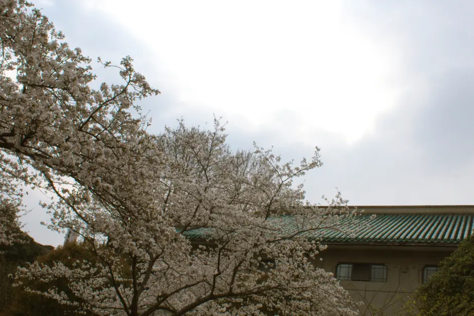 逛武汉大学行政大楼樱花景区 了解行政大楼的历史 哔哩哔哩