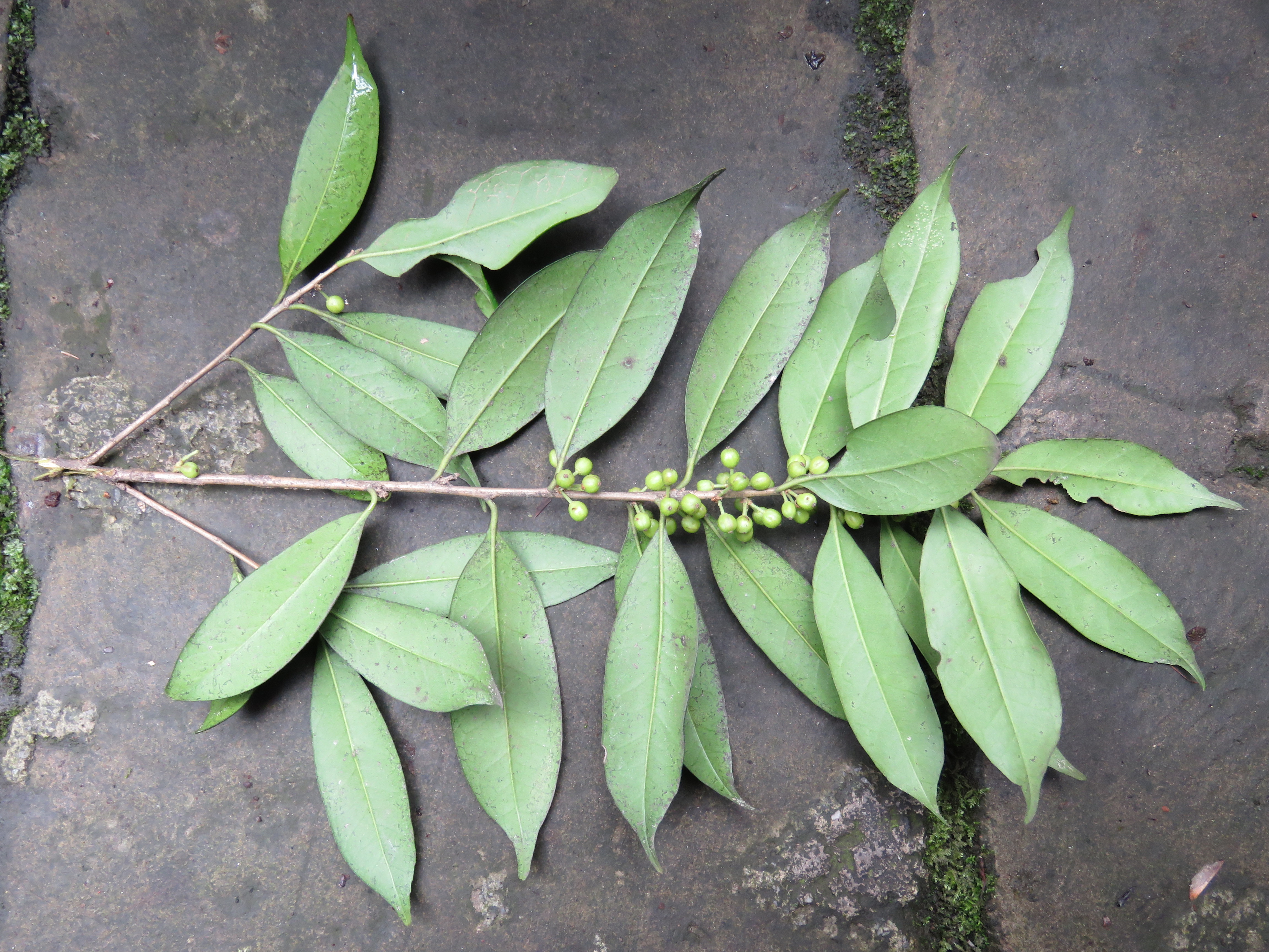 缙云山的模式植物四缙云冬青