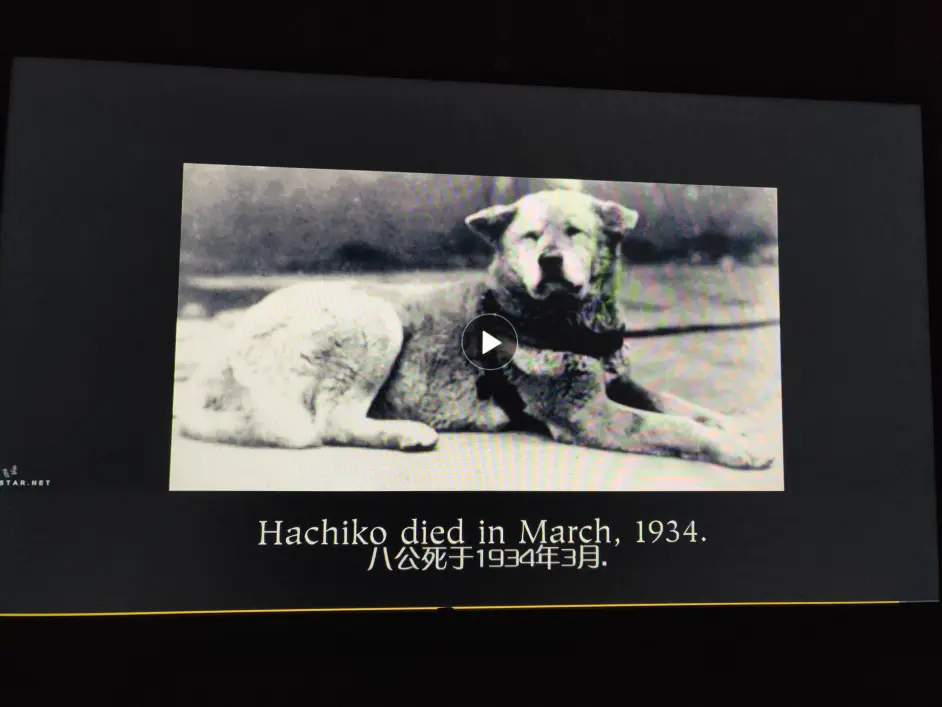 英语地道表达002 感人 忠犬八公 A Dog 39 S Tale 从hachi看doggy Bag文化传统你不懂 哔哩哔哩
